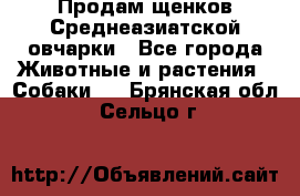 Продам щенков Среднеазиатской овчарки - Все города Животные и растения » Собаки   . Брянская обл.,Сельцо г.